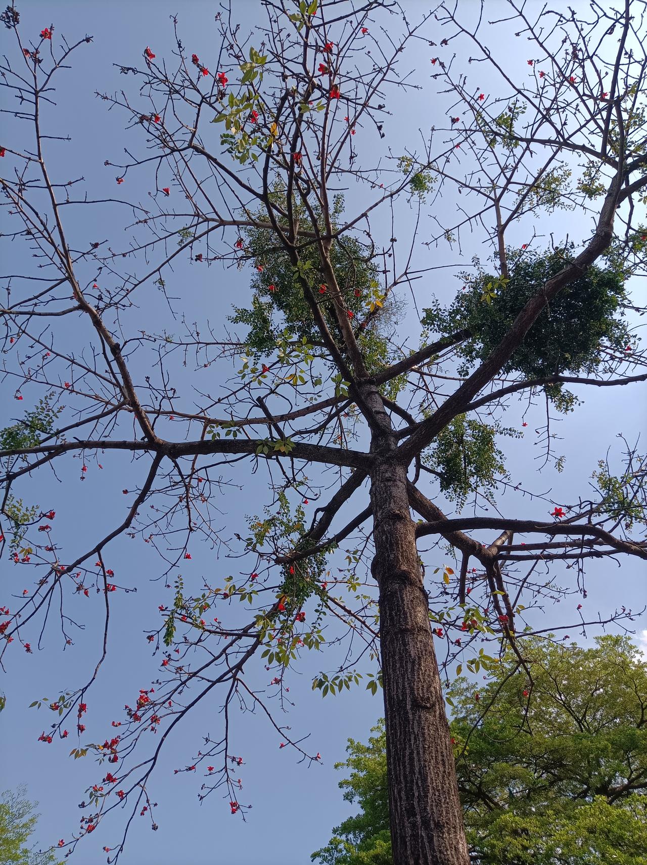 晒图大赛蓝天下的木棉花，真是太美了，高大的木棉树伸向天空，花儿在天空中开放，更显