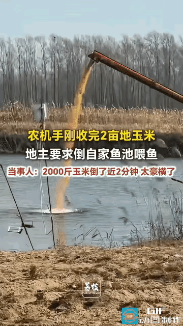 太豪横了！
       黑龙江鸡西，刚收完两亩地的玉米，农户直接让农机手把20