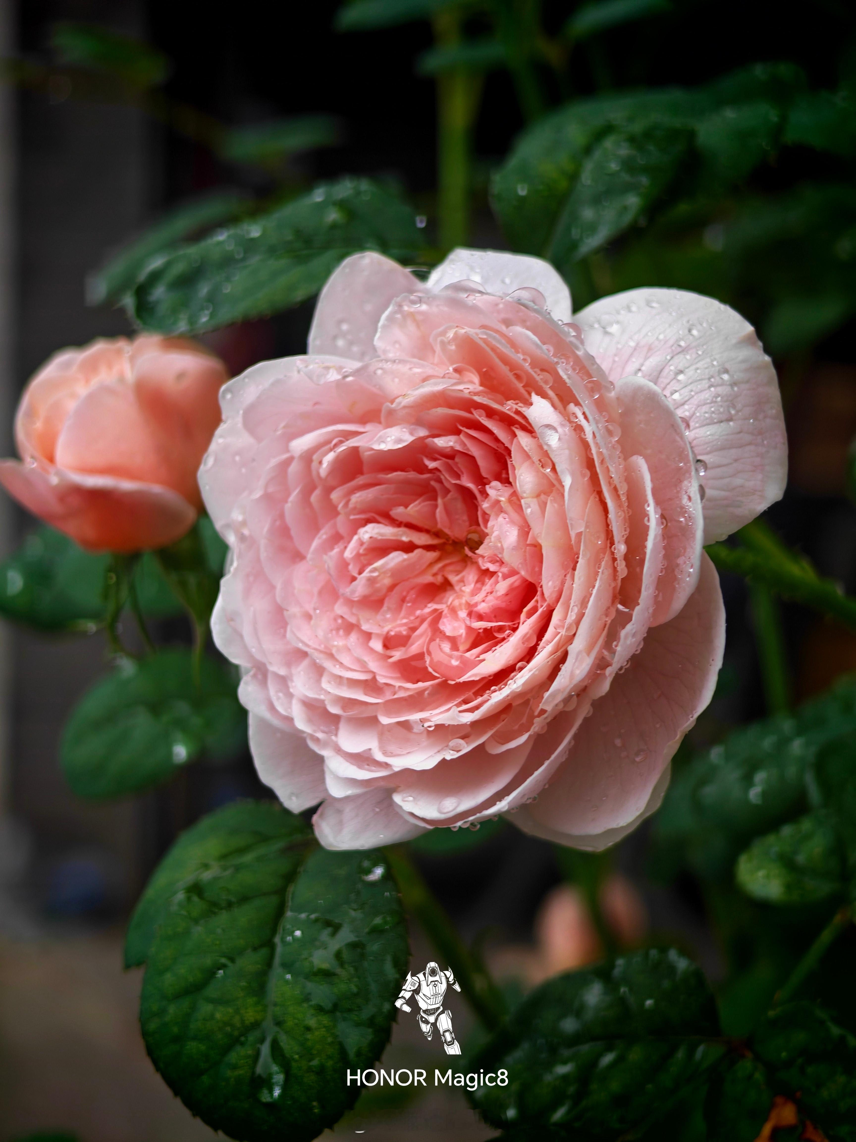 虽然她一年差不多只开一次但是是真的美呀我的瑞典女王开花了～ 