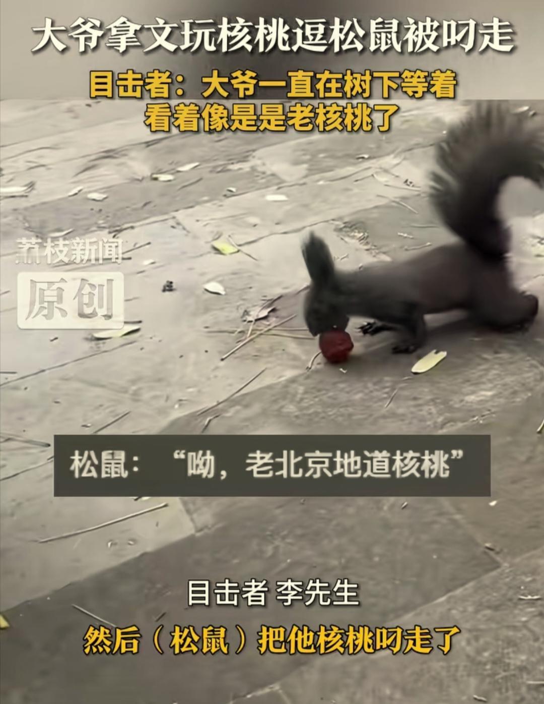 北京一公园里，一老人散步时偶遇一松鼠，老人把盘玩多年的文玩核桃放在地上，逗松鼠玩