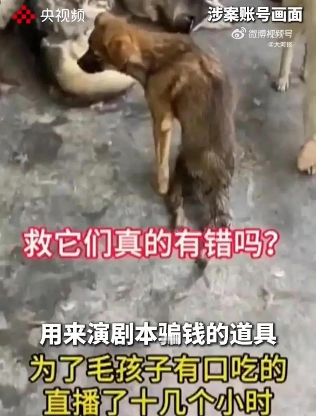 央视曝光救助流浪狗骗局！
依法救助，妥善处置，
不能侵犯他人合法权利，
高速拦车