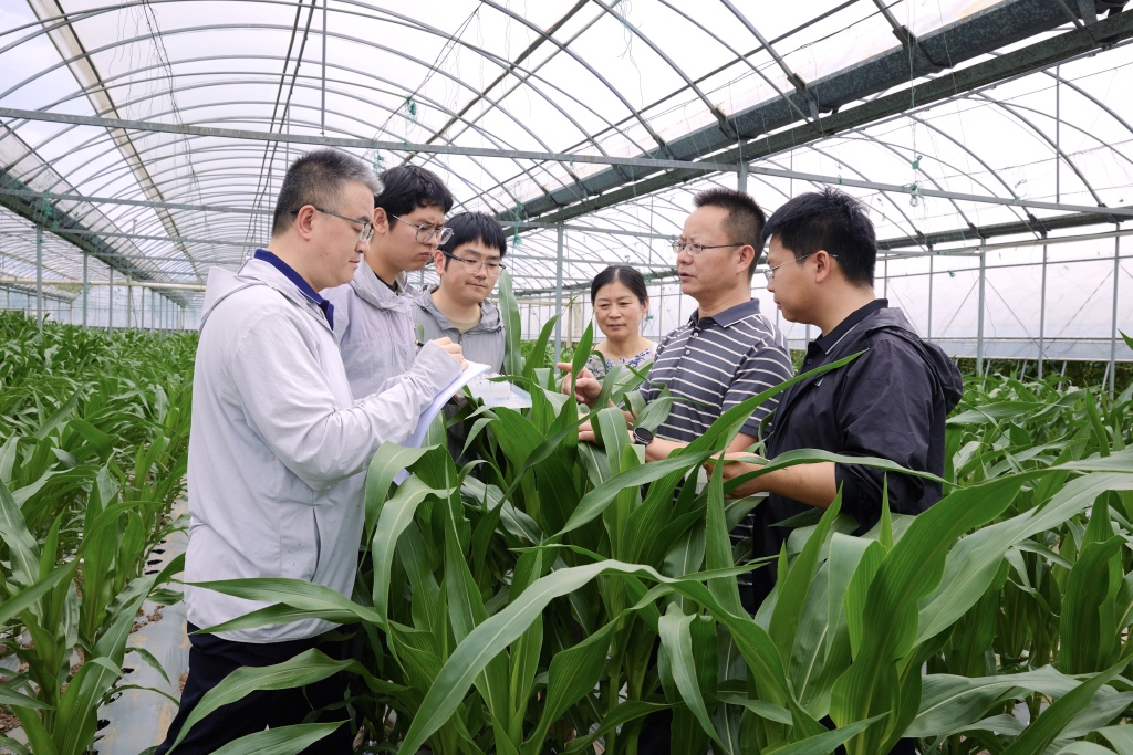 大幅提高玉米蛋白含量！中国科学家最新研究有望缓解饲料粮短缺难题