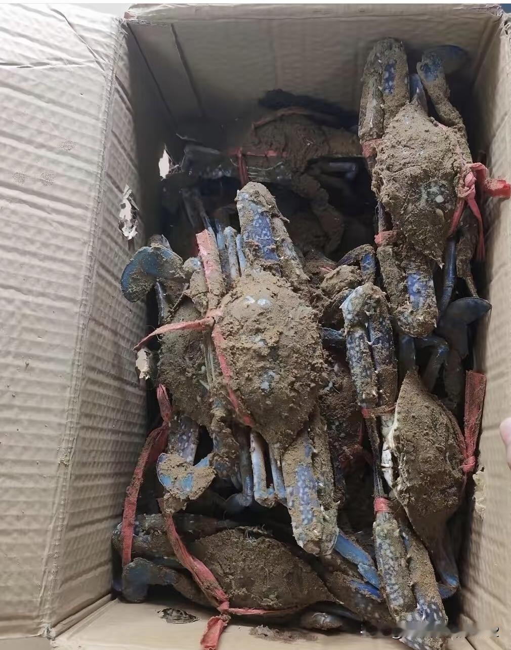 送礼最怕收礼的人不识货，邻居旅游回来送的一箱海产品，是哪一种螃蟹？看着怪怪的，两