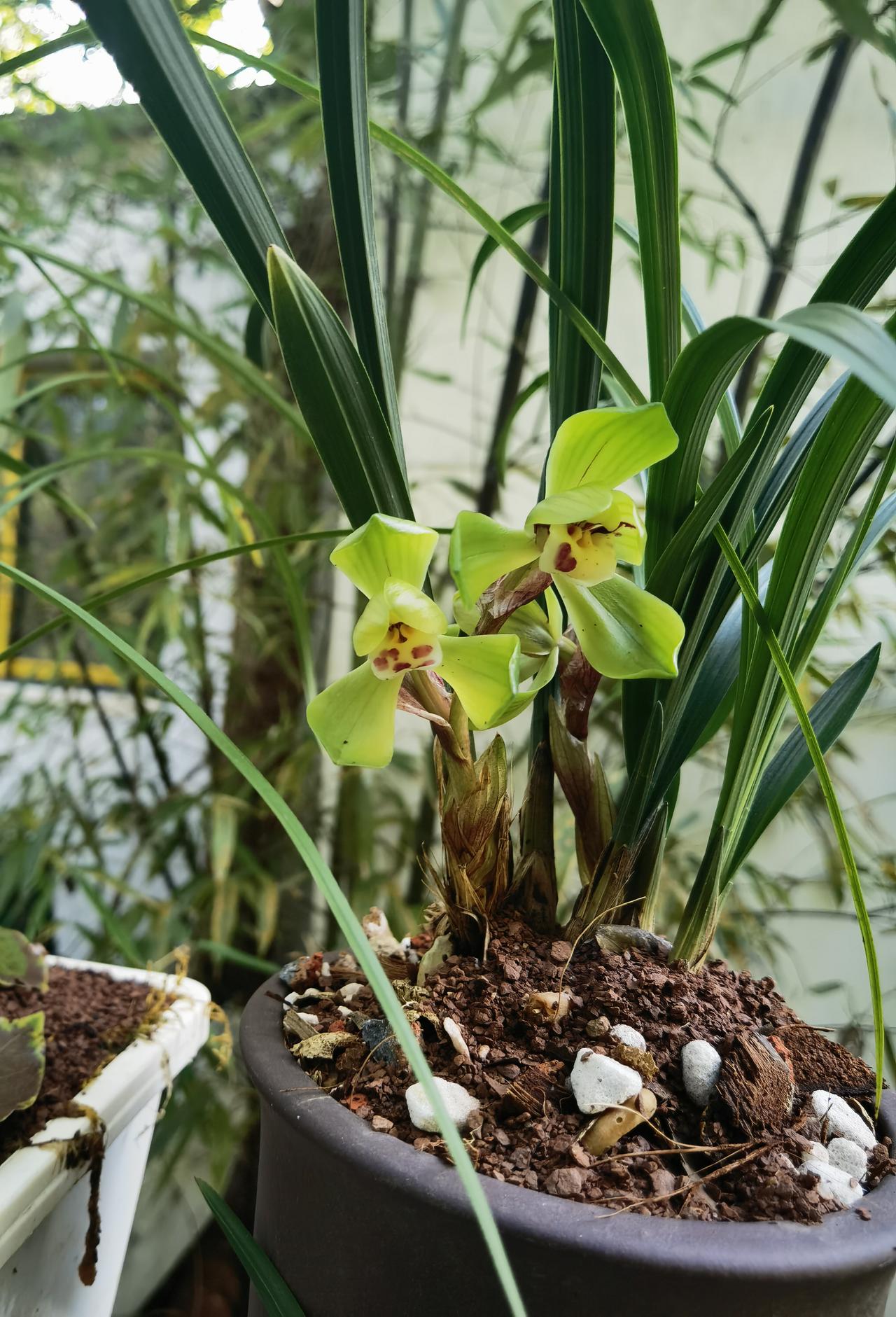 策马青兰赋
 
天地涵青，幽兰独秉；素心凝韵，叶叶含清。

青抽翠剑，不攀不倚；