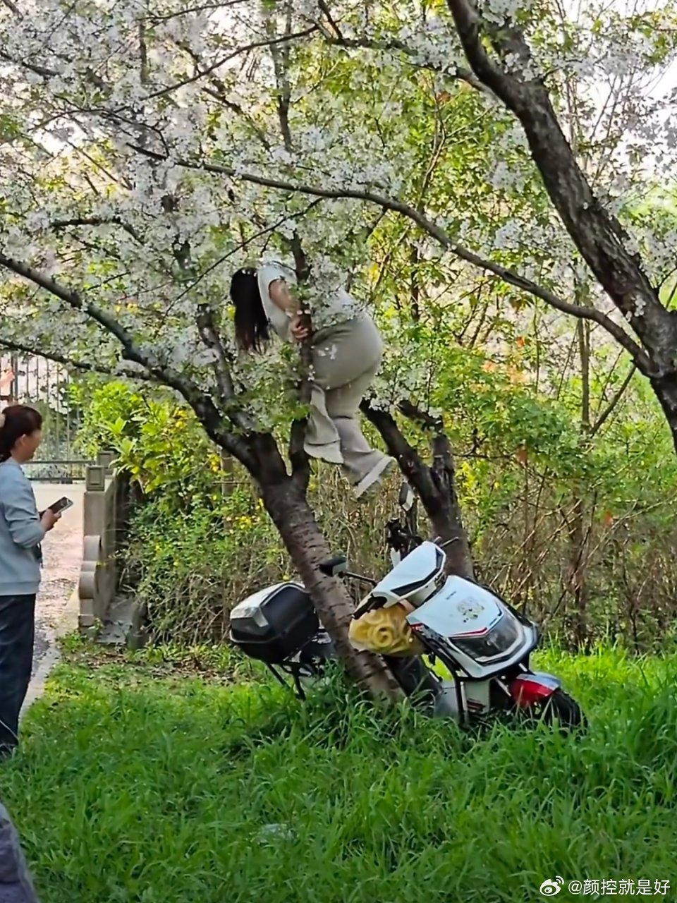 上海女子爬树压塌20年樱花树拍照就拍照，为什么要爬到树上去拍啊？这也不好看啊，而