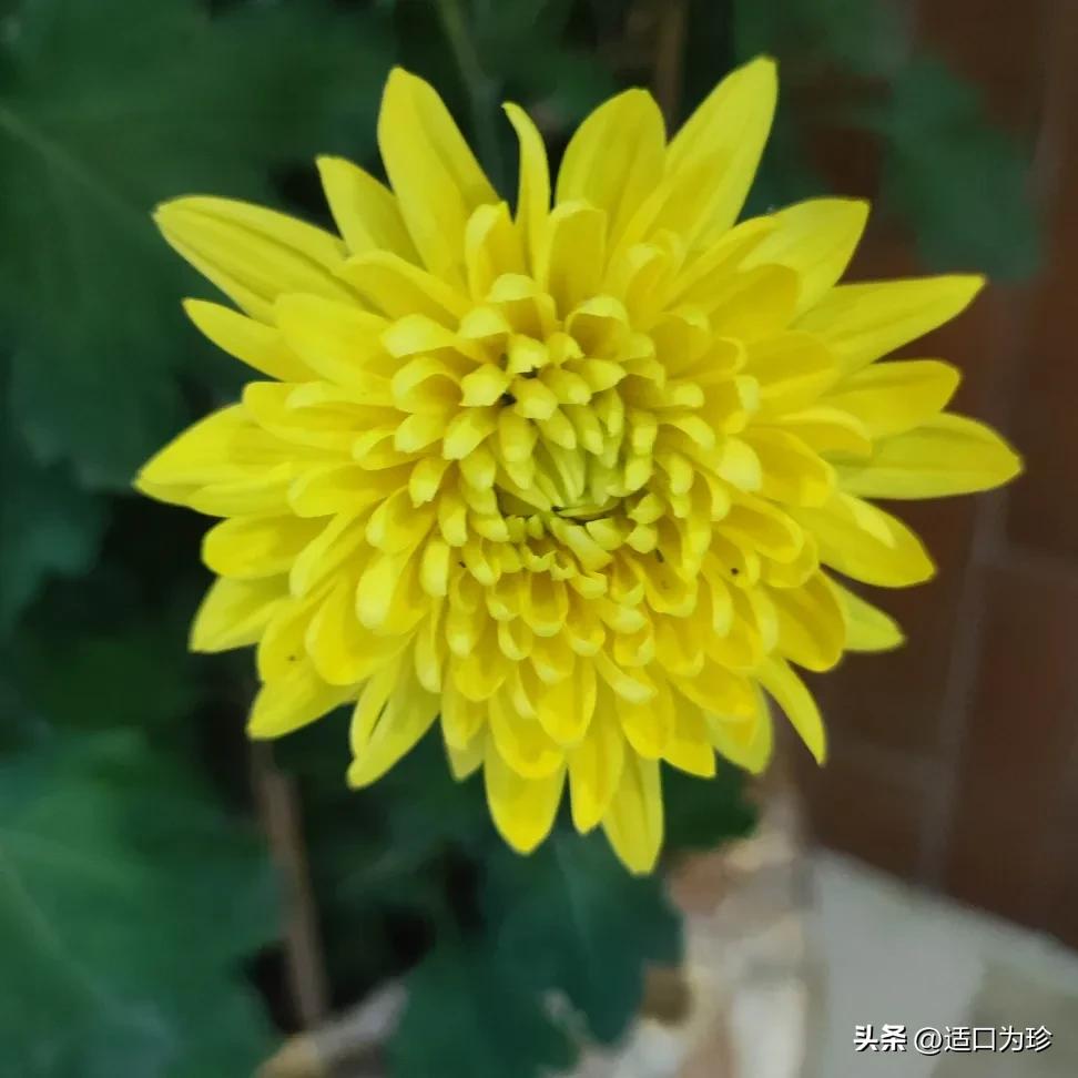 婆婆长期偏心，还要对她好吗？既然知道她偏心，那就保持距离呗，要不要对她好，那是她