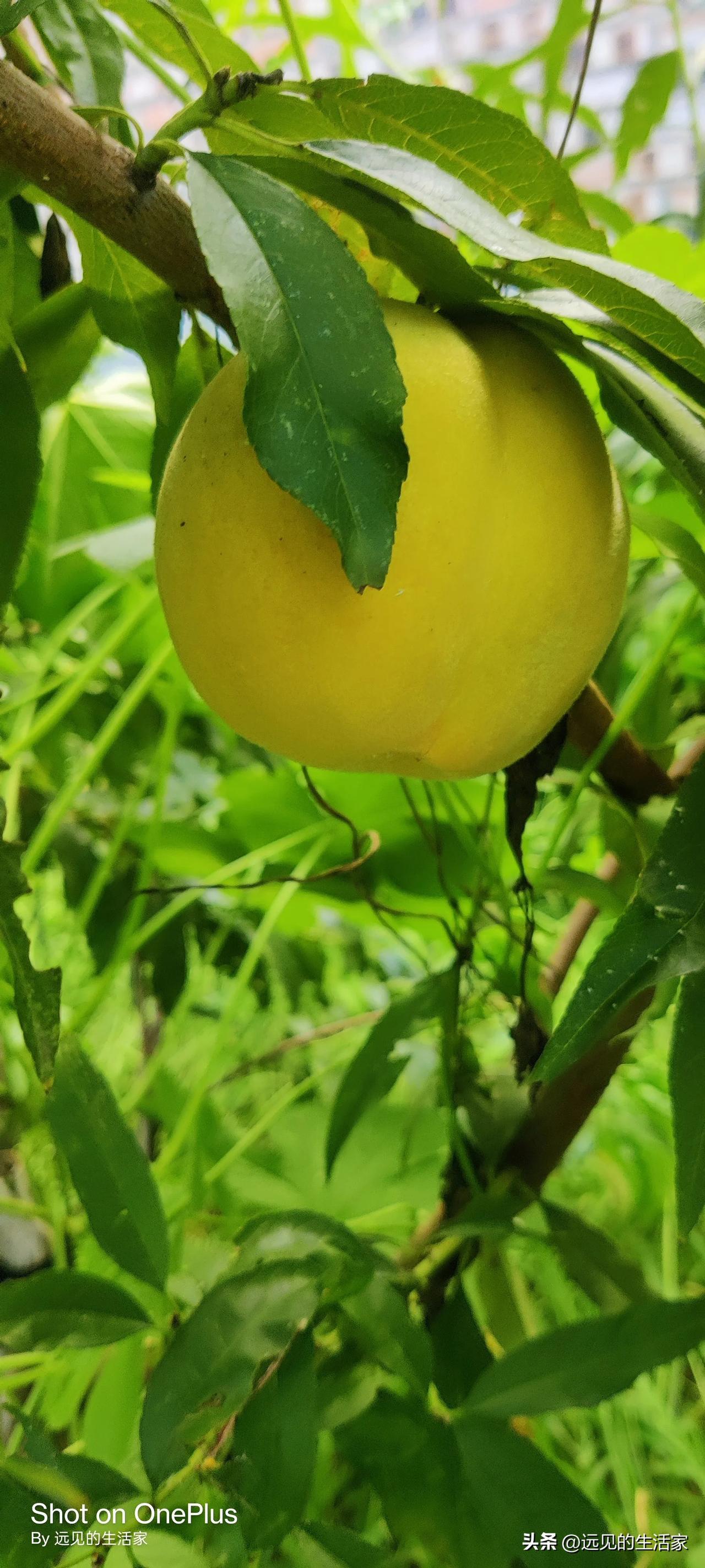 晚熟黄金桃挂满枝头，静待九月一口爆甜！
 
满园绿油油的枝叶间，一个个圆润饱满的