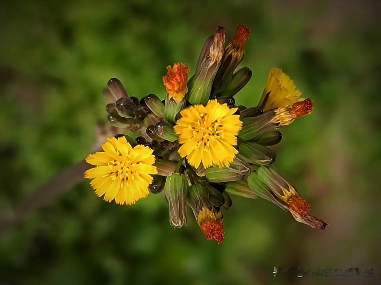 小时候，把它收割回家喂过兔子。真要说出它的学名，一下被难住了。还好可以用识物啊！