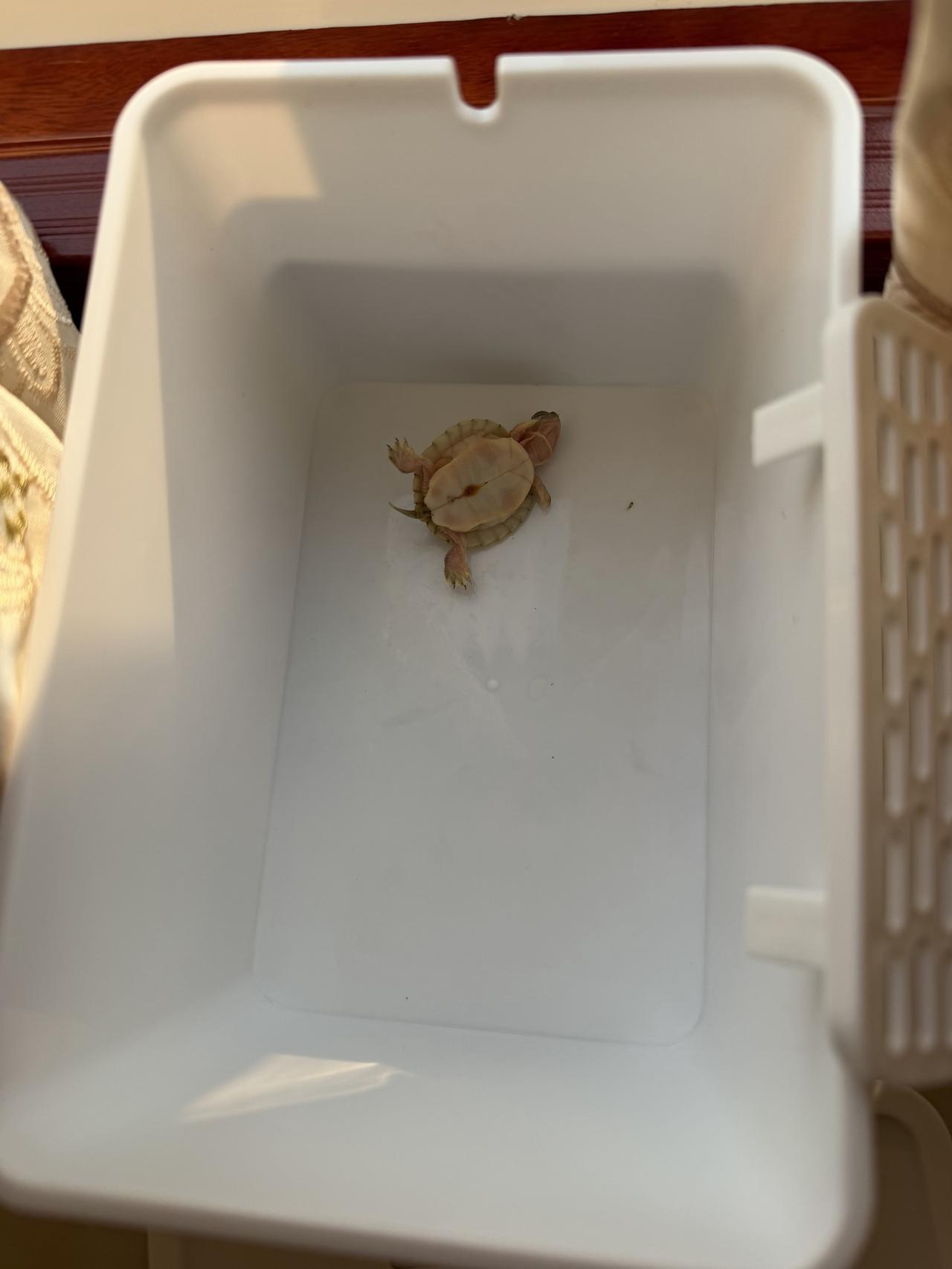 吓一跳😮还以为你嘎了呢新手养龟苗