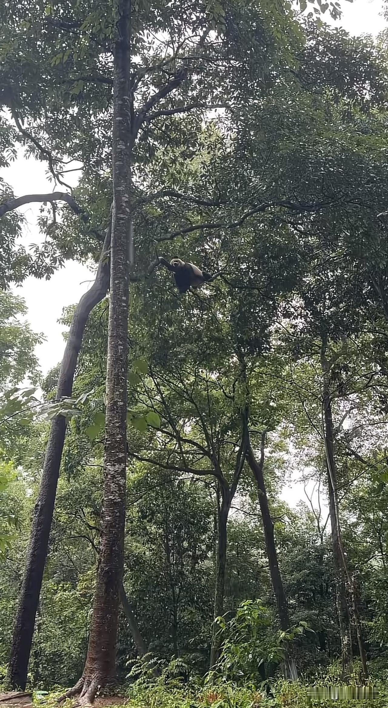 下雨天，挂在树上睡觉的