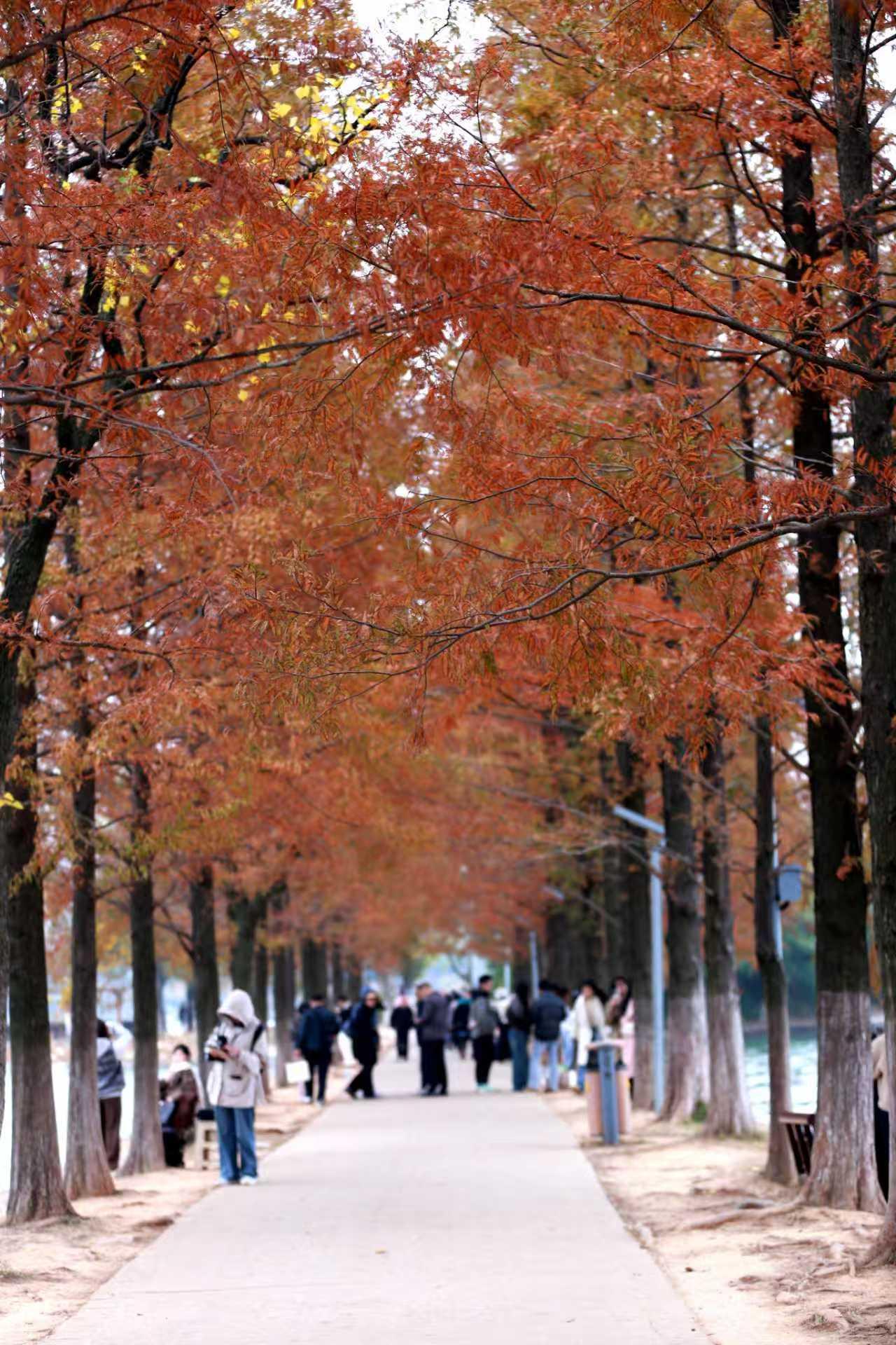 银杏就更不必说，满树的叶子黄得发亮，像挂了一树的小扇子。'
枫叶，红得热烈，像一