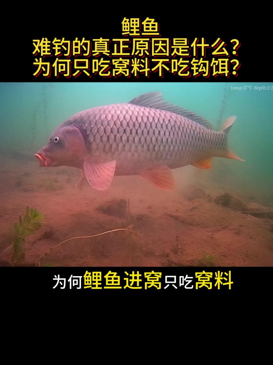 1️⃣鲤鱼进窝只吃窝料，不吃钩饵，是野钓中的一大难题。

2️⃣光线太强，水太清