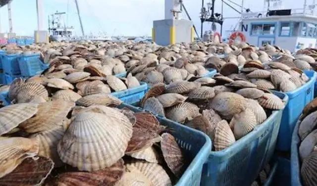 中方突然叫停日本水产品，首相一句话毁千亿补贴，扇贝出口路在何方。
日本水产刚想重