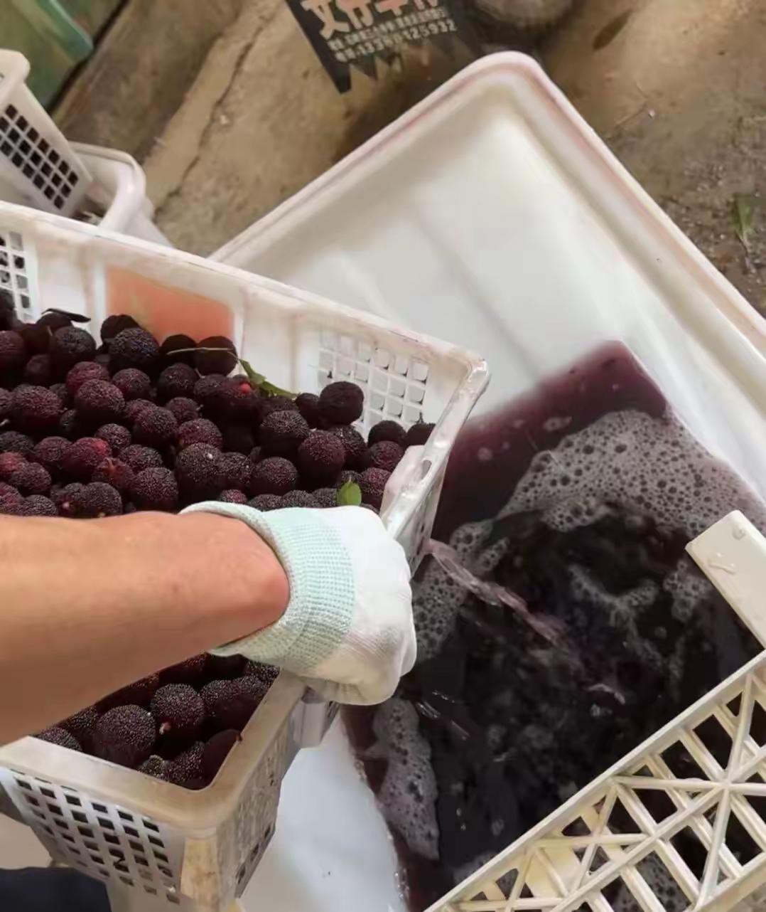 真恶心！福建漳州的杨梅熟了。但别急着馋——这东西，分两种。

一种泡着“三无”甜
