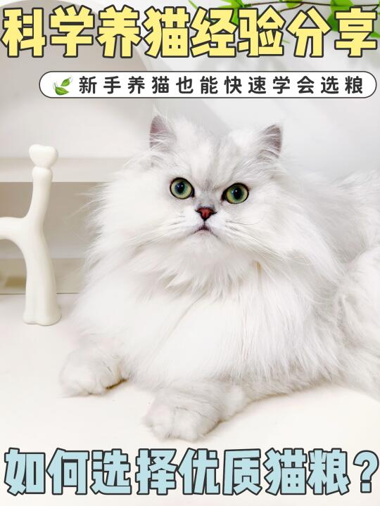 科学养猫经验分享 | 如何选择优质猫粮？