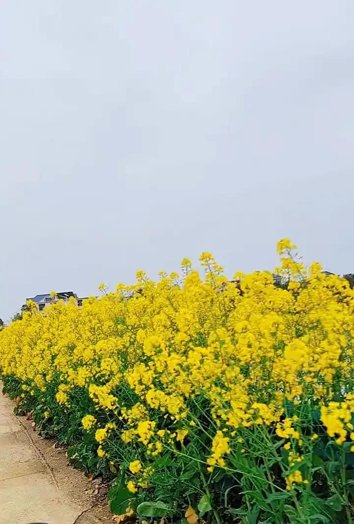 漫步在金黄花海中，感受大自然的美好！
南昌县蒋巷镇的春天，一路繁花似锦，一路的芳
