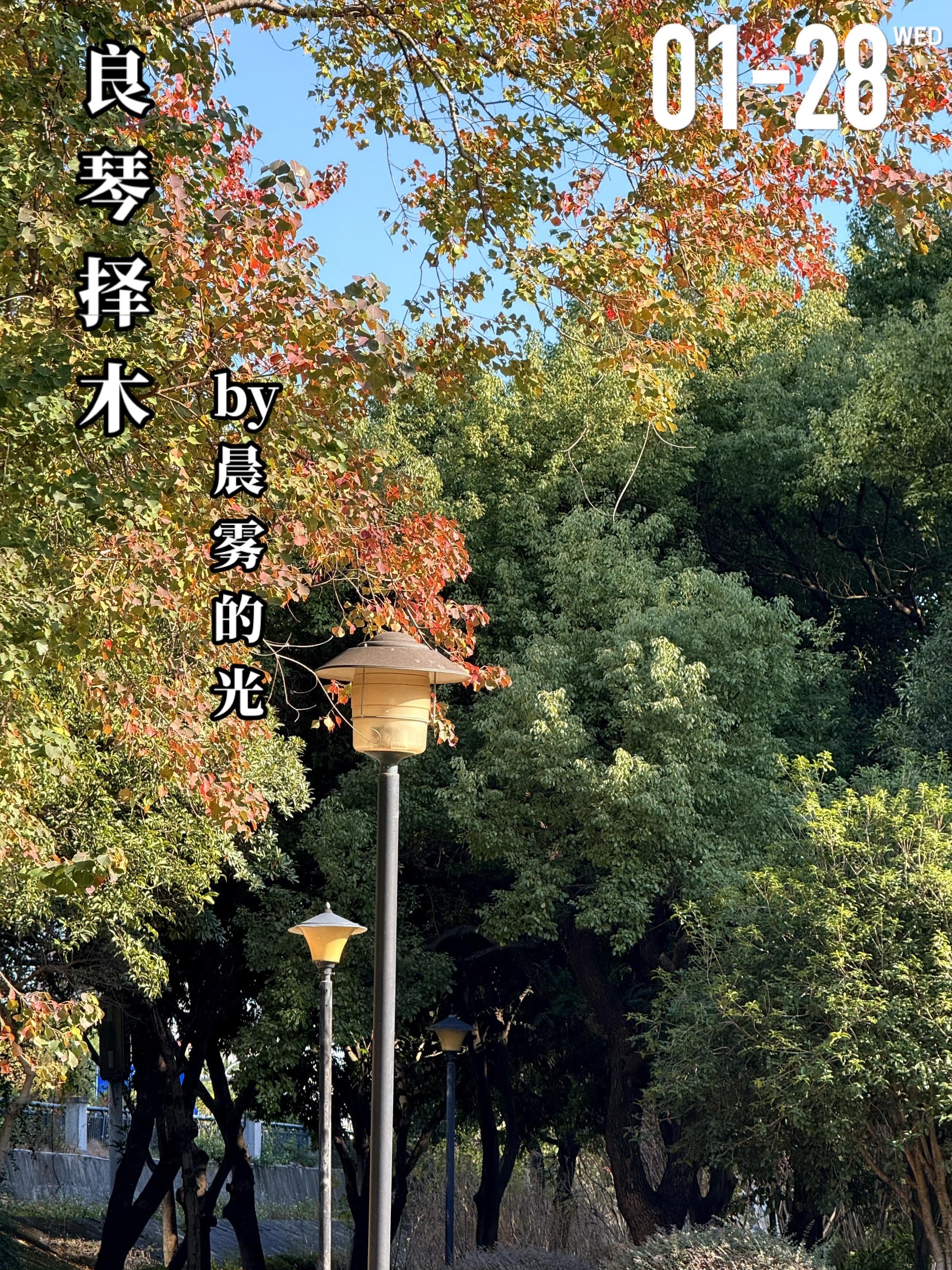 《良琴择木》by晨雾的光。许良琴（女主）与宋逸航（男主）相亲认识，开始...