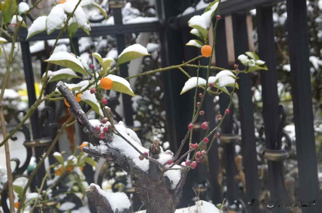 我们这里有户人家，在80年代初生了个女儿岚岚，那时已经开始实行计划生育，一对夫妻