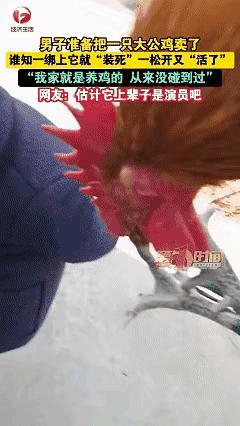 笑不活了！
安徽宿州一只公鸡简直成精了！

主人准备绑它卖掉，
它立马闭眼耷拉脑