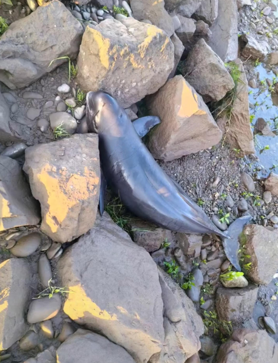 【#湖南常德沅江水系一江豚死亡#】#当地回应沅江水系一江豚死亡#   3月11日