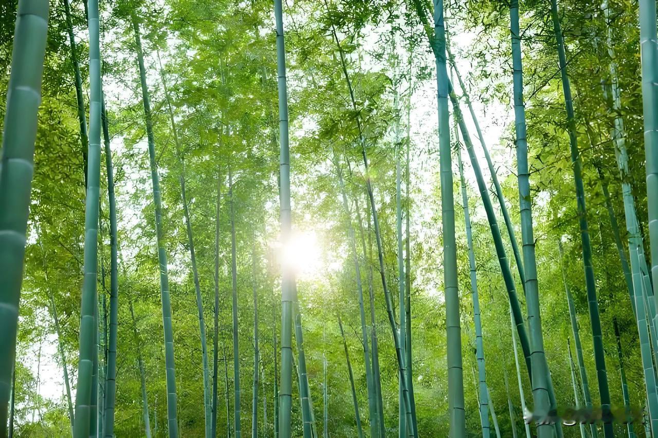 忆江南：咏竹
山前竹，
挺立笑枯荣。
雨打风吹腰不折，
天寒地冻叶常青。
斗雪只
