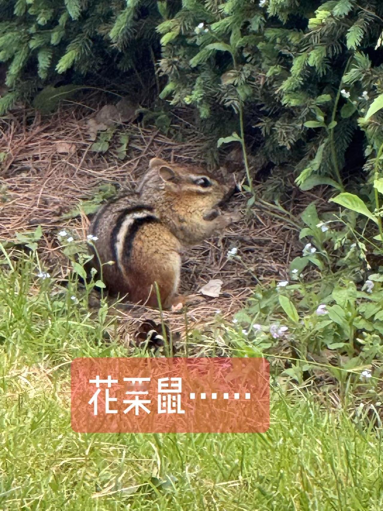 花栗鼠………野生松鼠 松鼠寻食 松鼠的栖息地 偶遇野生松鼠