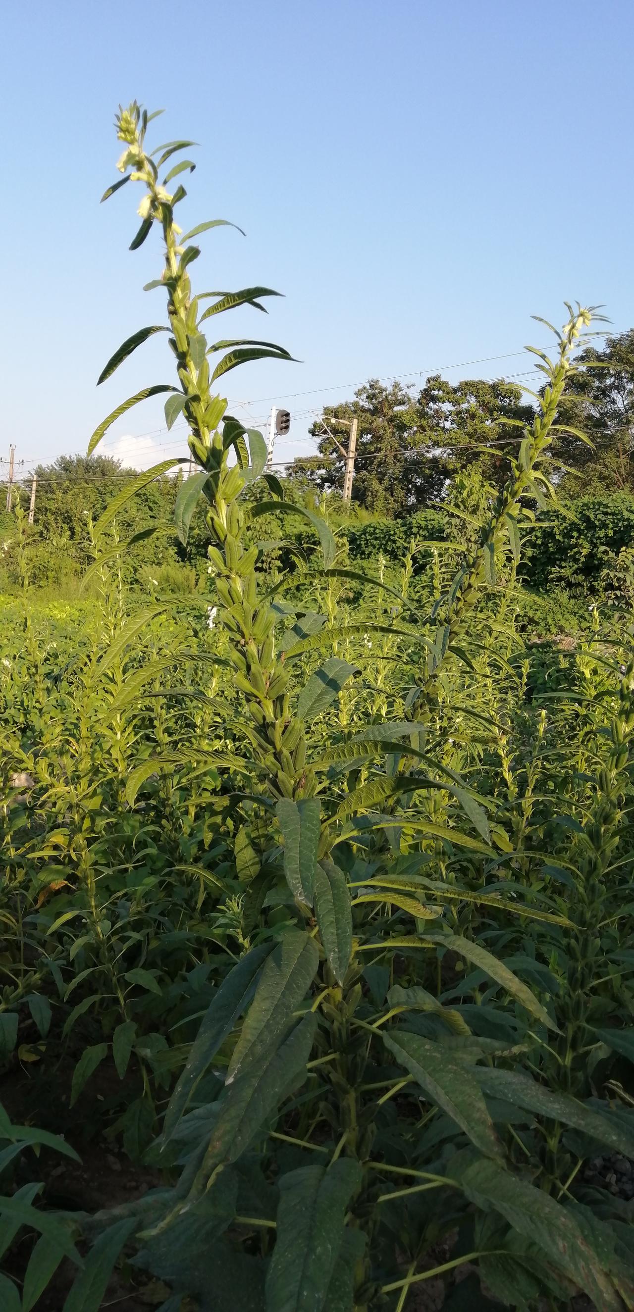 晒晒随手拍芝麻风景芝麻开花，节节高。