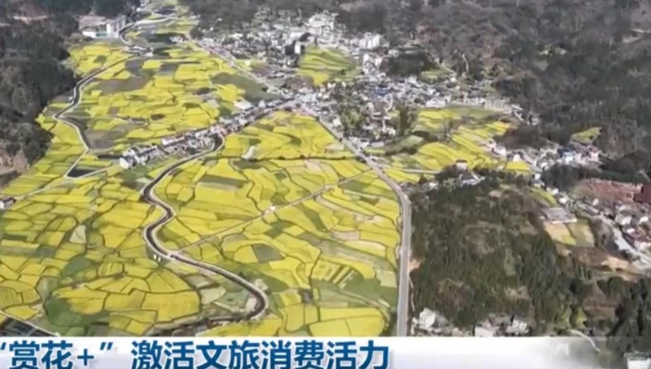 春日里，金黄的油菜花田铺展成金色海洋，与村落、青山相映成画。游客们漫步花田，打卡