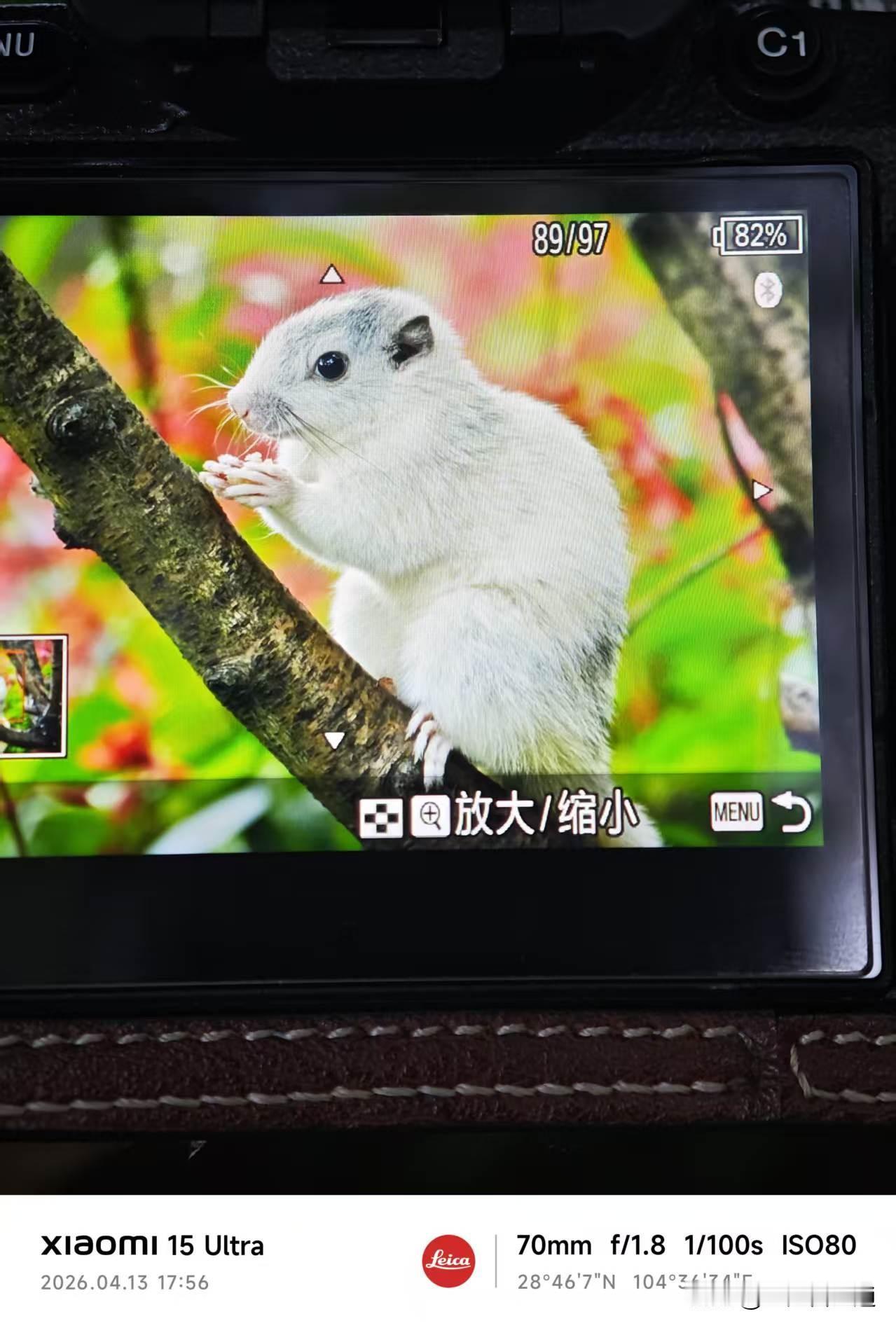 宜宾翠屏山出现白色松鼠，据说白色松鼠至少万分之一