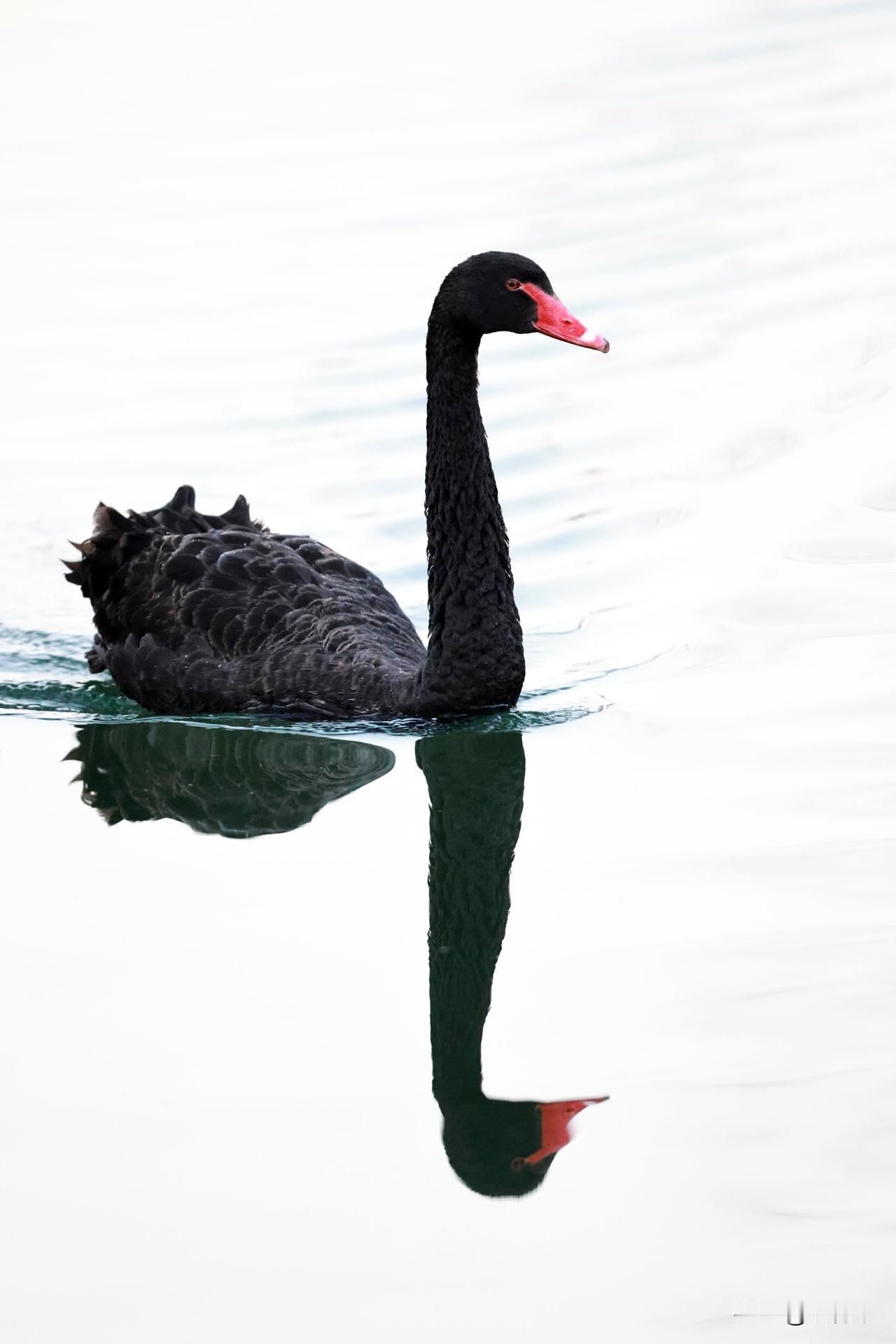 颐和园的黑天鹅