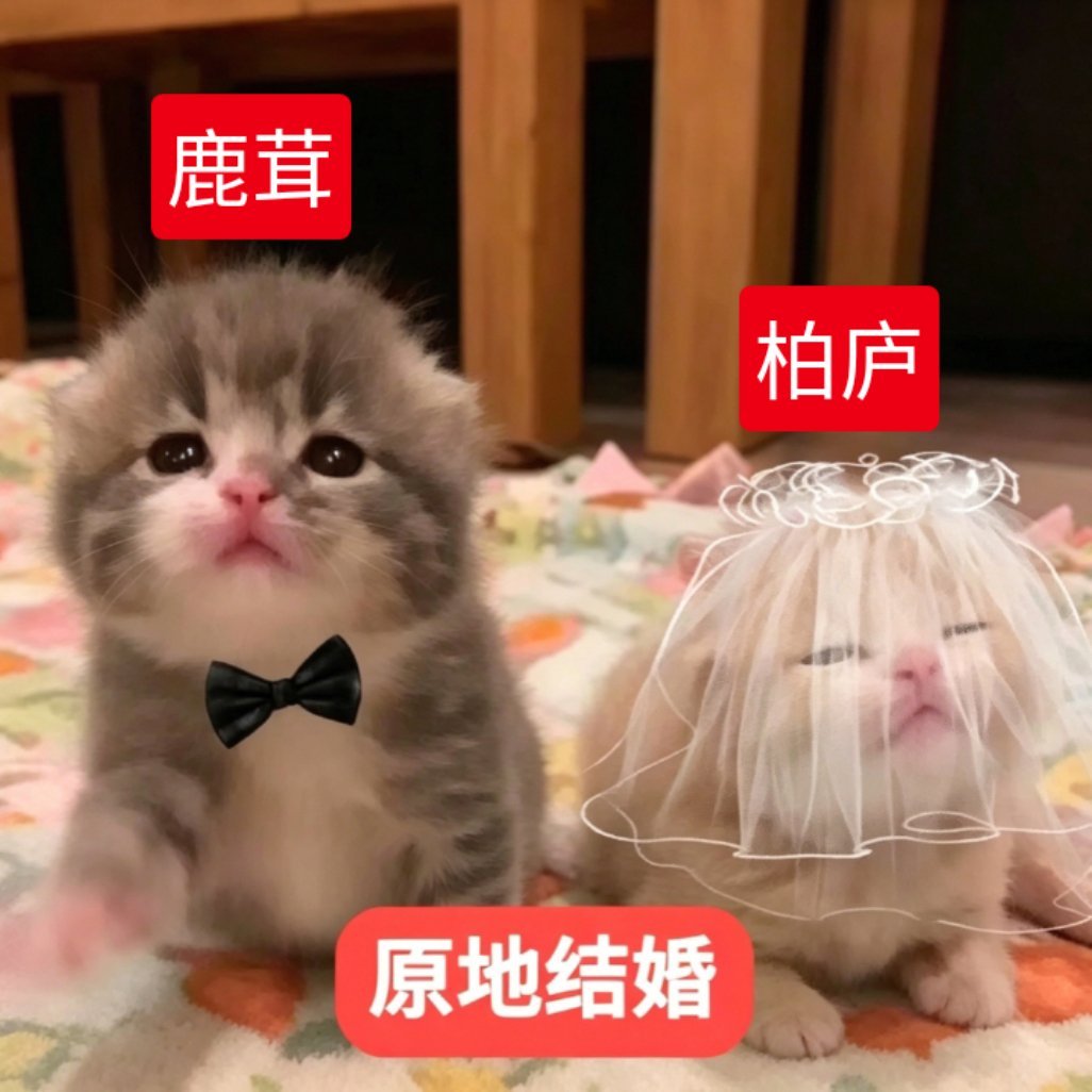 观休息站视频有感 