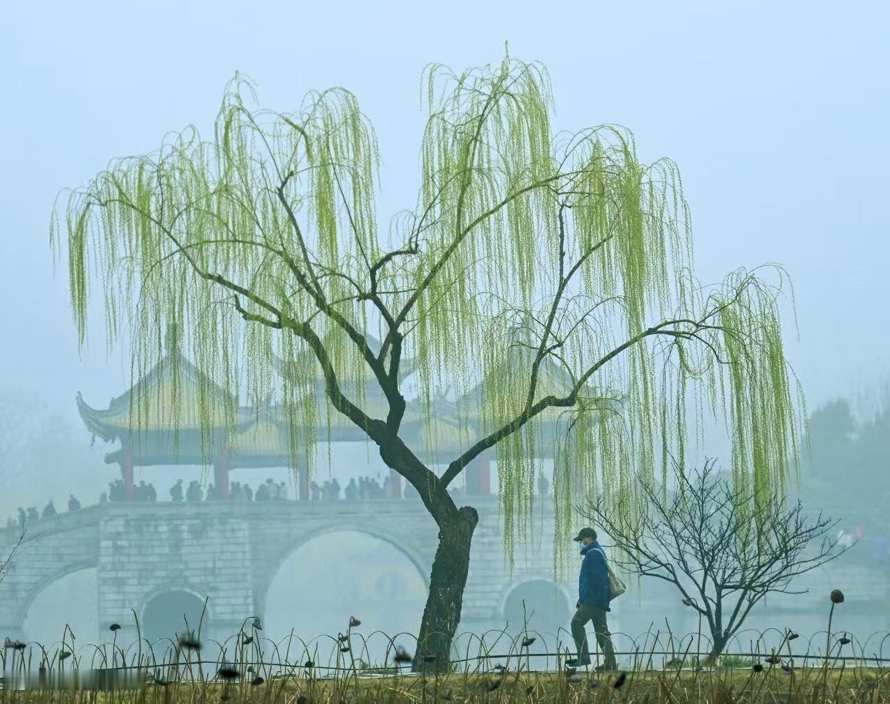 烟花三月畅游花漾扬州 【烟雨瘦西湖】3月12日，春雨如丝。烟雨中的瘦西湖，恰似一