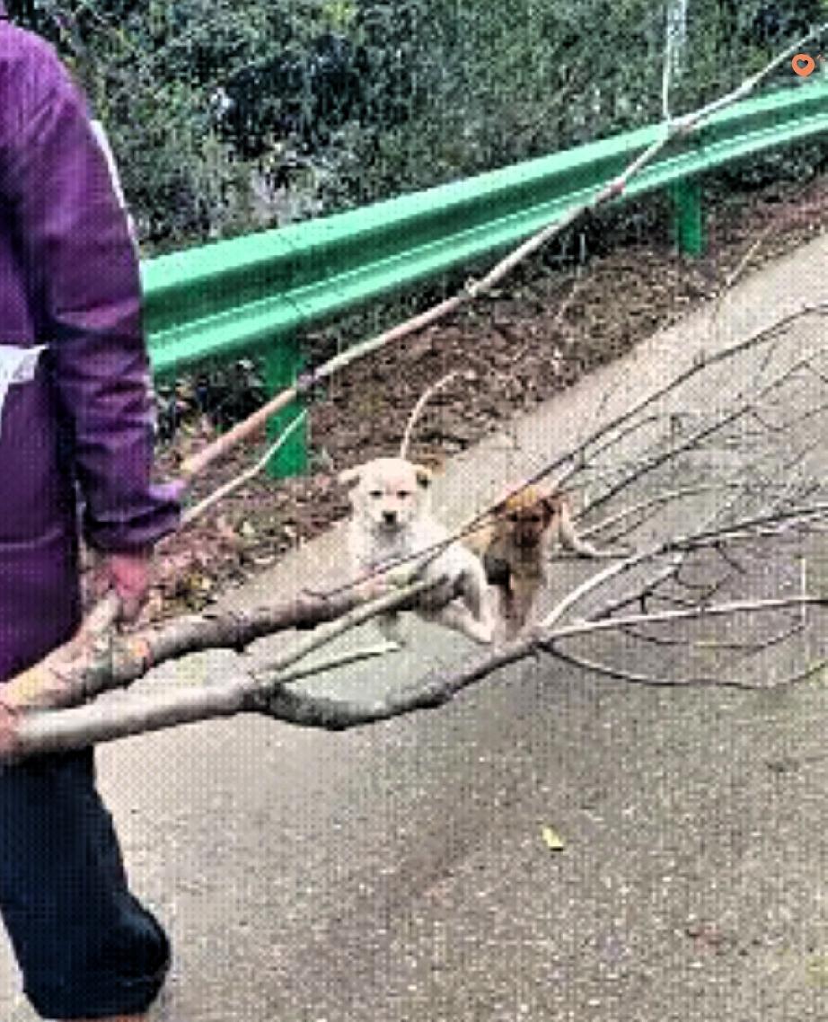 家人们快来看呐！
这俩小奶狗简直成精了！

奶奶拎着树枝在前面走，它俩一步路都不