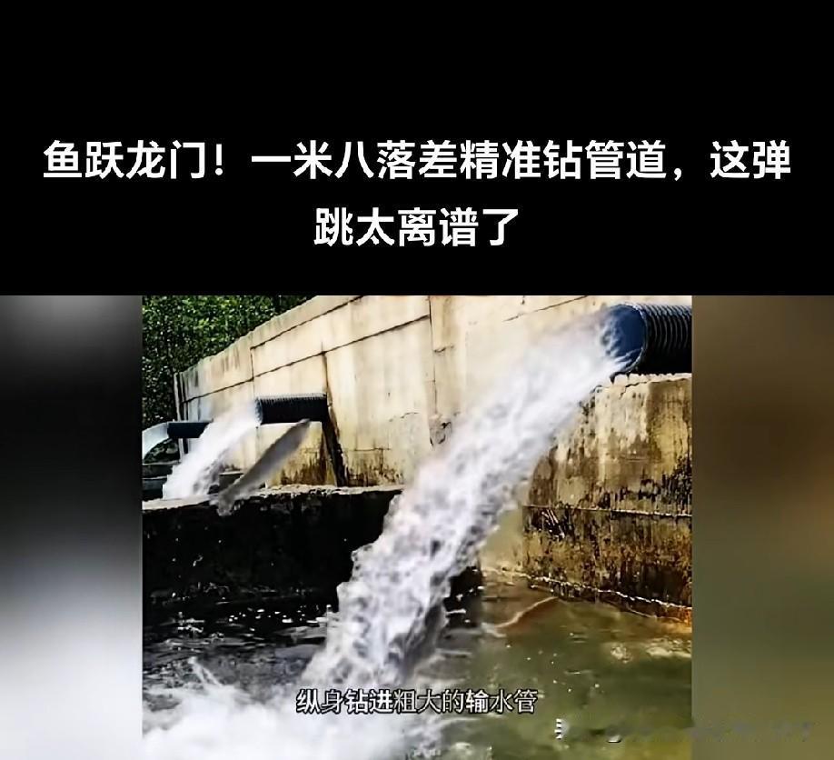 回游产卵，现在很多河流都拦截建坝，鱼回不去故土！