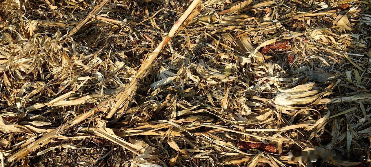 分享我这周有趣的事：玉米收获了留下一地秸秆，你是咋处理的？