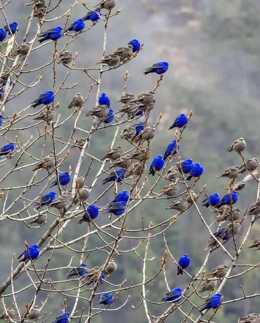这是什么花？哦，是“鸟”花