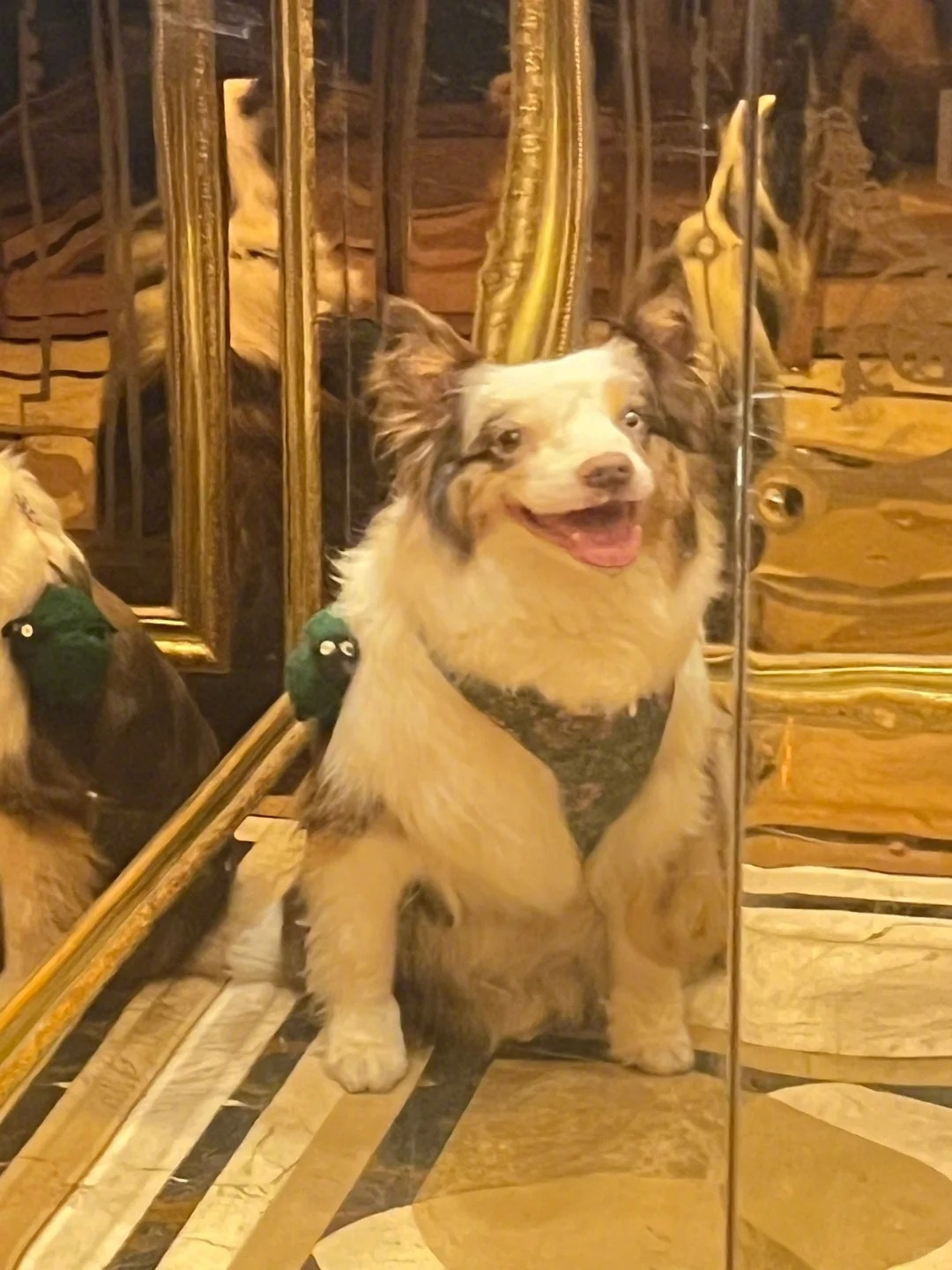 #电梯哈哈镜里的抽象小狗# 我见到了一只认不到的小狗[哆啦A梦害怕][哆啦A梦害