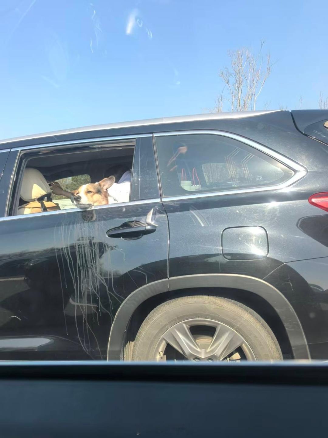 假期出游狗子吐惨了，一脸的生无可恋