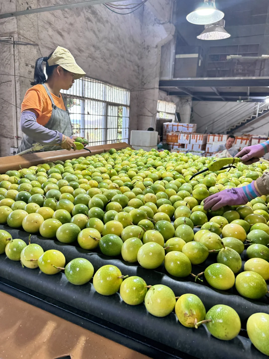 百香果口感巅峰期，错过就真的很要等一年了