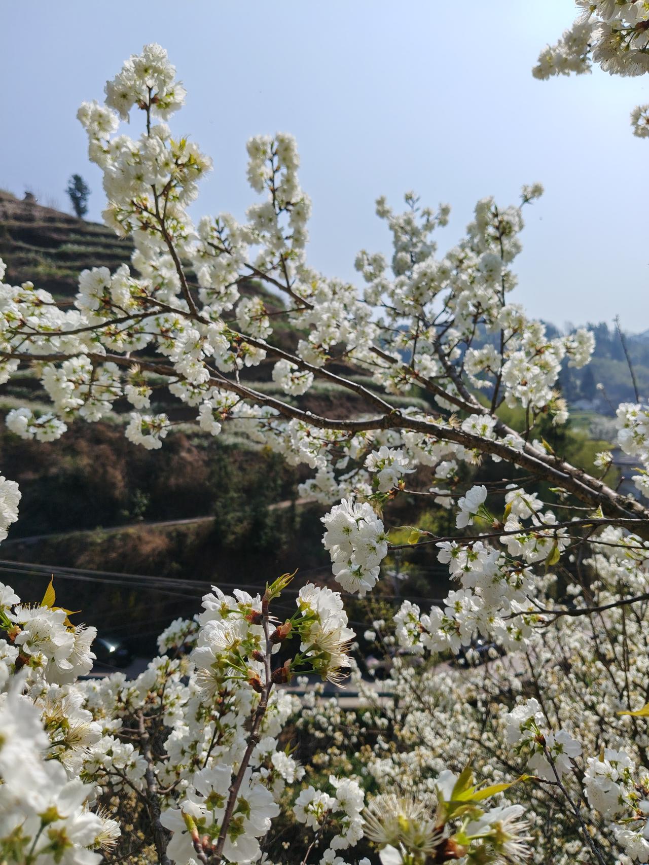 明天A股就开盘了，我觉得大家没有必须恐慌，不要被周五的大跌和周末利空，搞得像惊弓