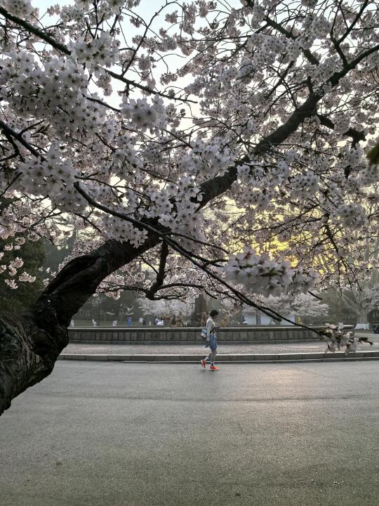 4.8青岛中山公园樱花实况