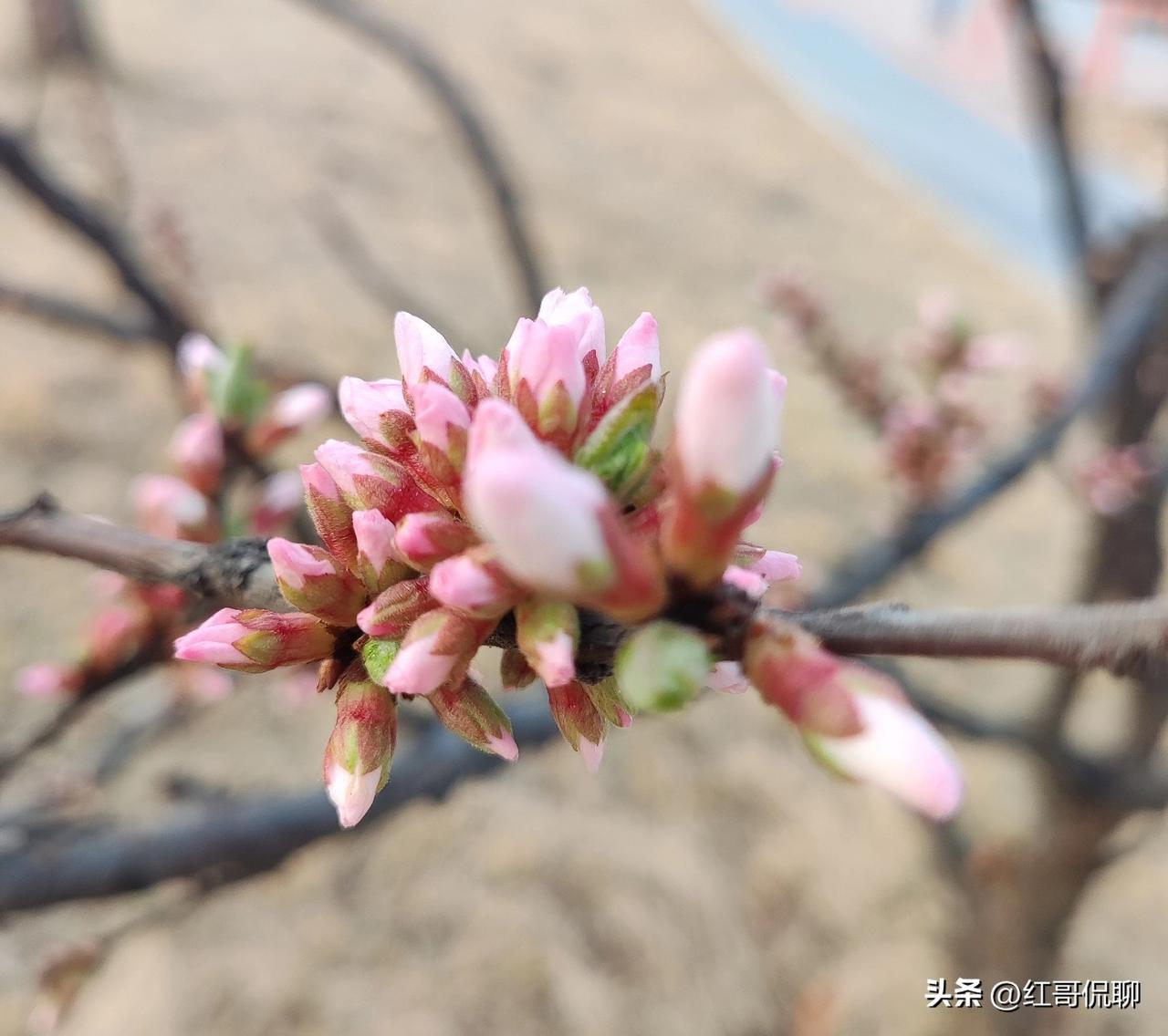 科研项目验收财务审计，不是统一由项目组自找或上级指定，而是按项目类型、资金规模、