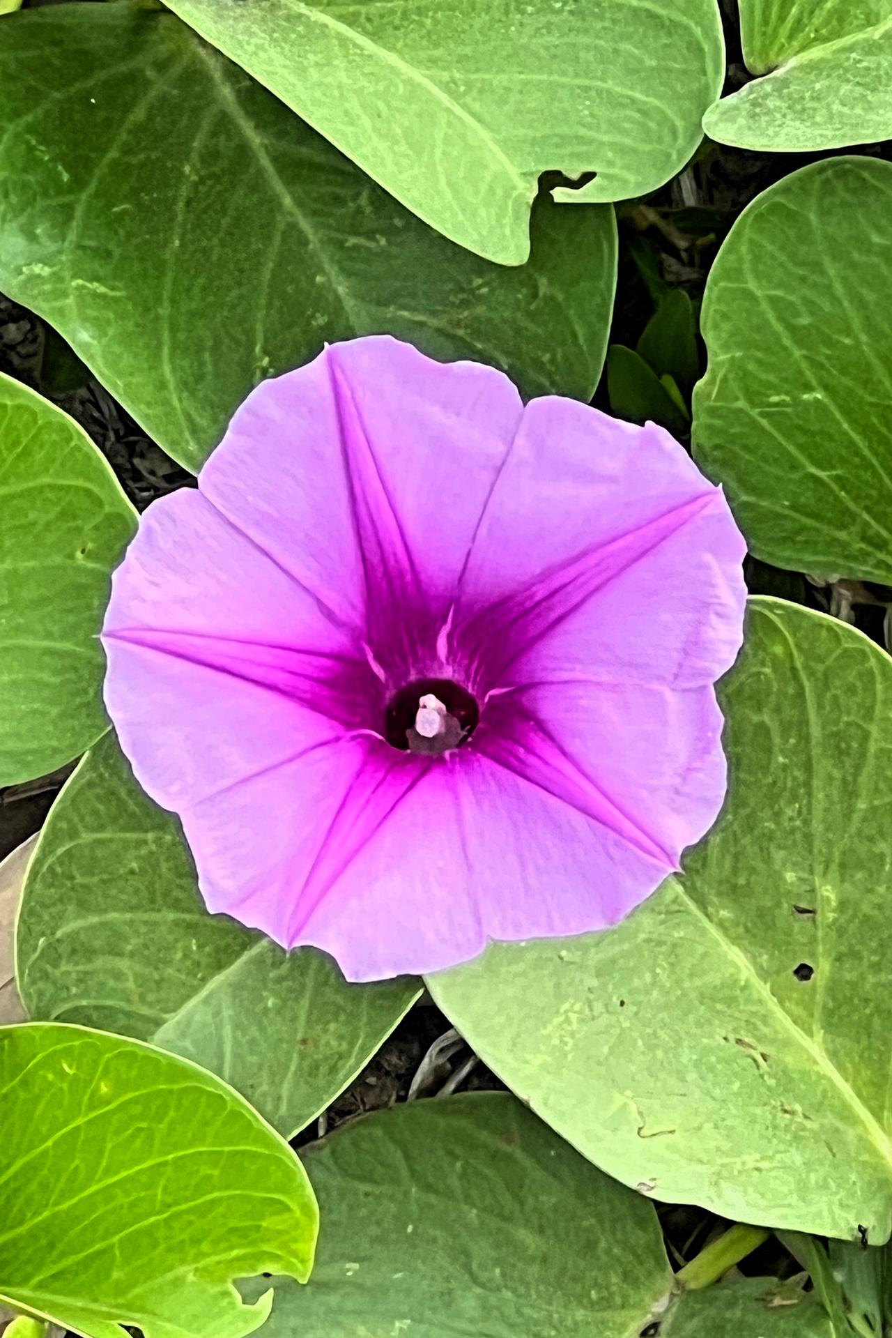 【原创】紫花映绿叶，自然入画来。