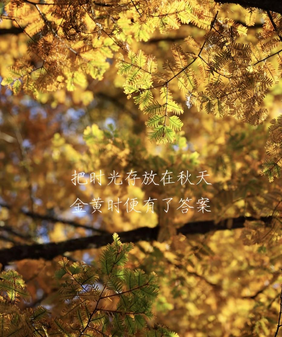 生活不必时刻紧绷，季节自会温柔更迭。

白露已至，秋意渐浓，晨起的微风里藏着凉意
