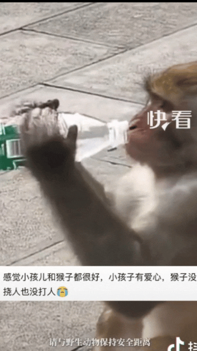 “被感动到了!”贵州景区里，一小男孩见小猴子喝地上的脏水，想着把自己手上的矿泉水