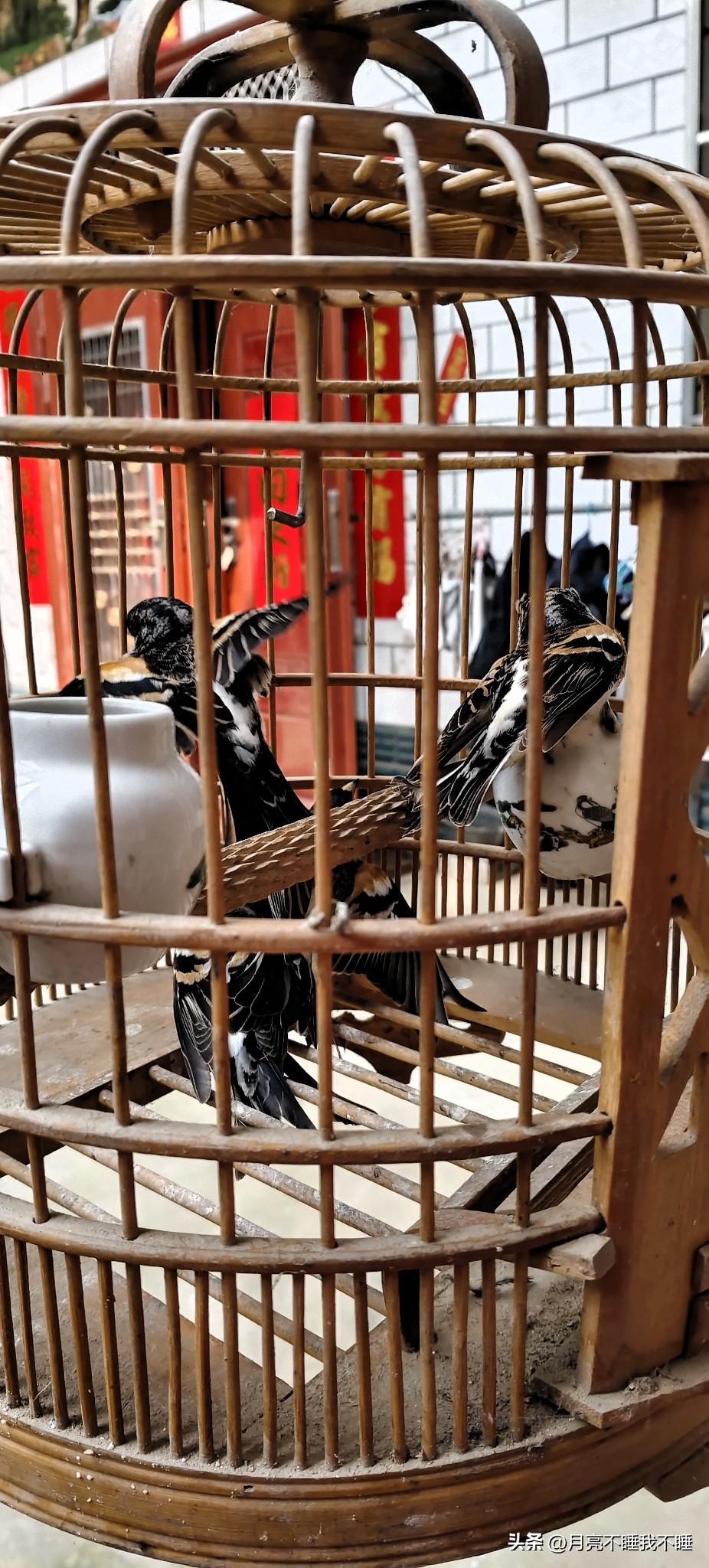 今天叔叔在河边逮着几只鸟，模样真挺好看的，黑、白、橙三色的羽毛搭在一起，看着特别