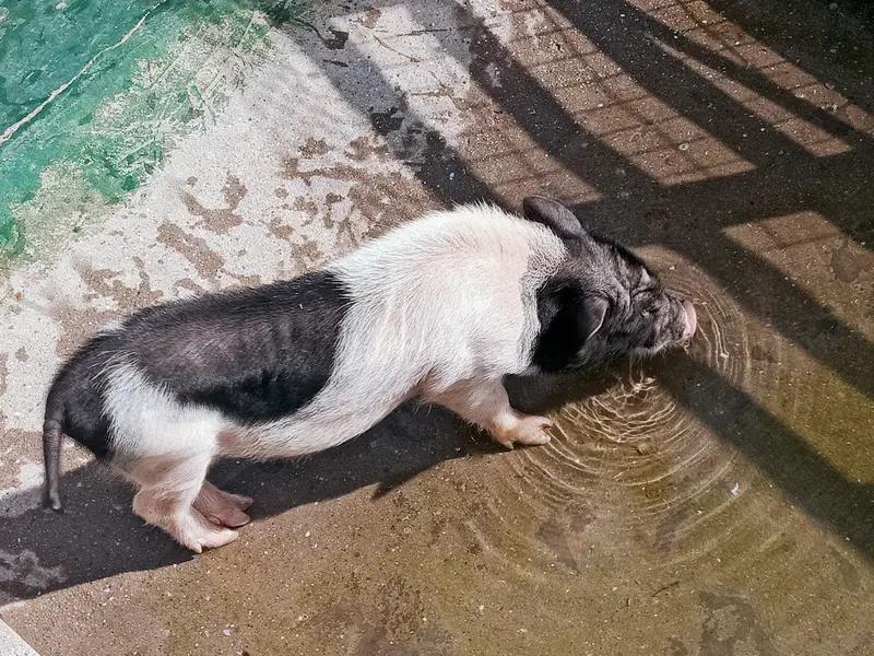 “泔水喂猪”被写入禁令，乍一听很多人不理解，毕竟这是延续多年的老传统，省钱又省粮
