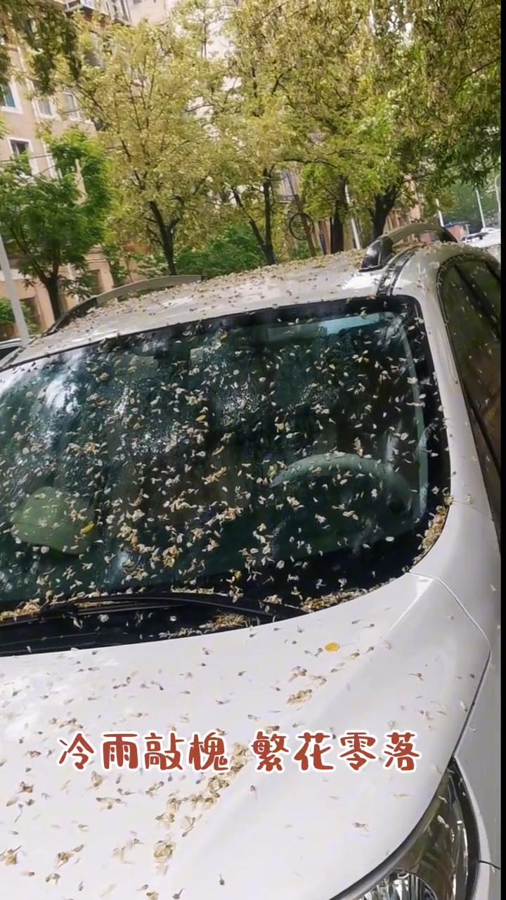今天早上和昨天晚上下了一夜的雨，桃花都落到了地上，白花花的一片。我现在是在致富街