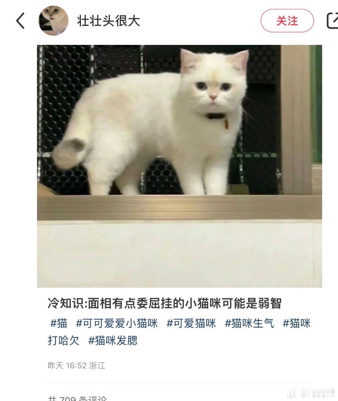 面相有点委屈的小猫咪可能是弱智[哆啦A梦害怕] ​​​