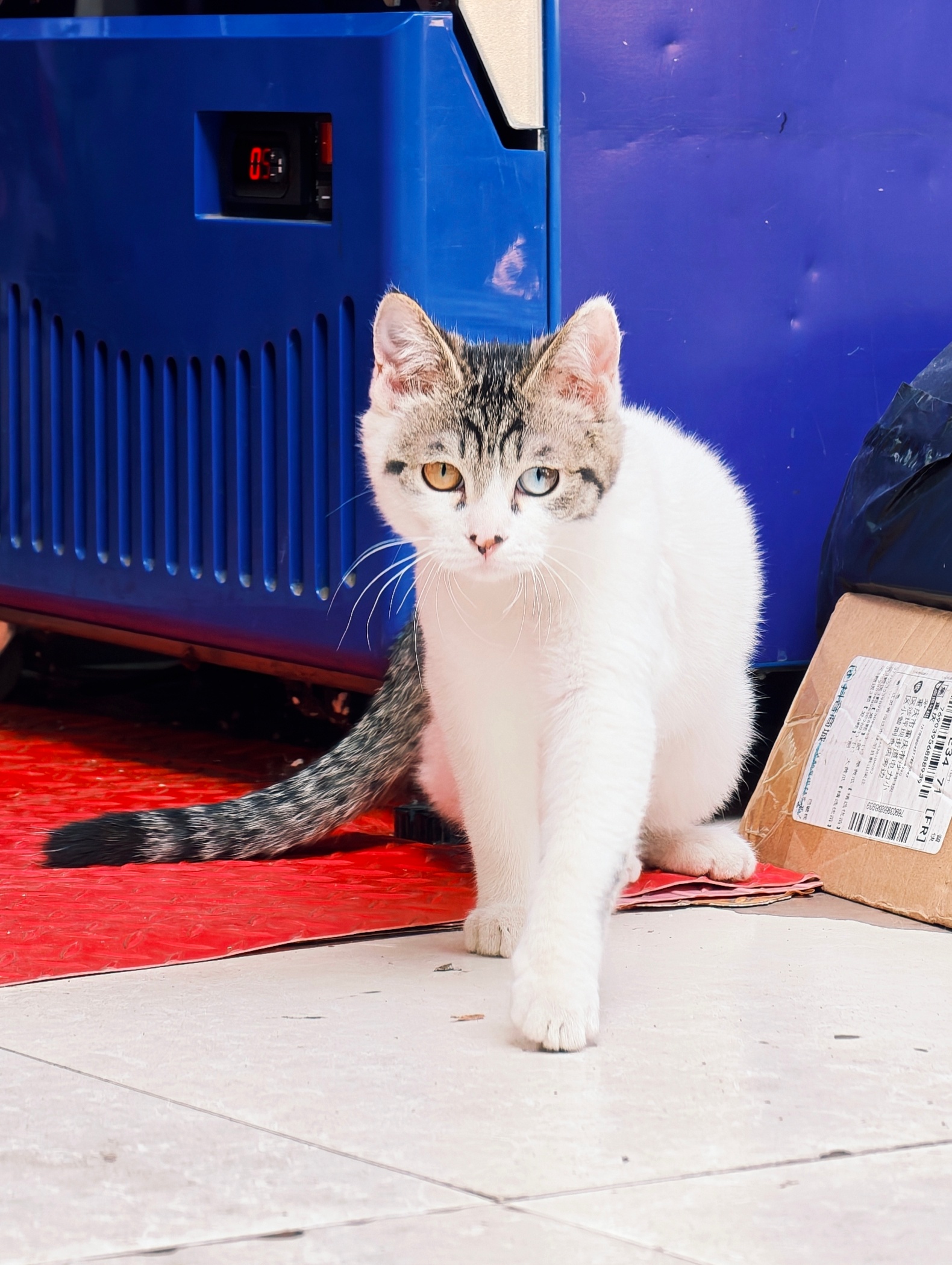 啊啊啊我要把小猫咪的嘴巴亲烂 